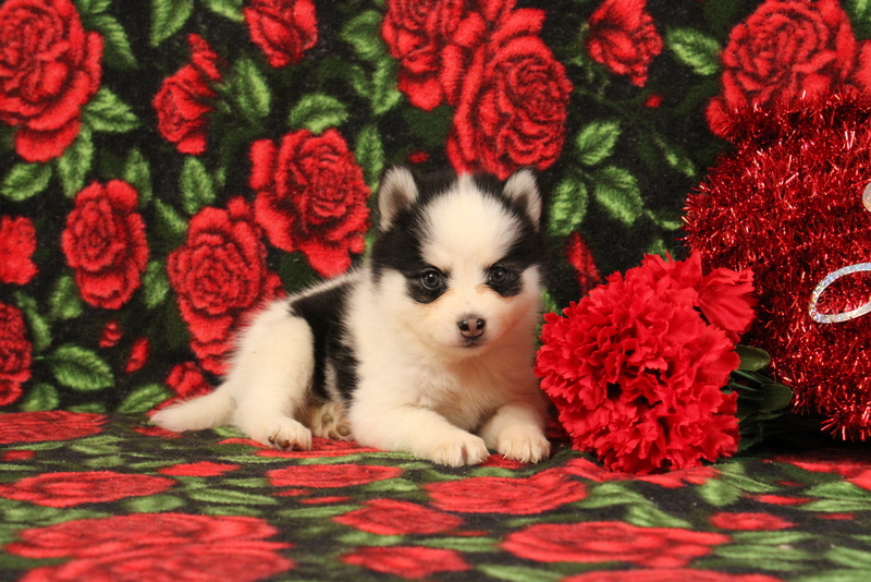 puppy, for, sale, Pomsky, Matthew B. Stoltzfus, dog, breeder, Gap, PA, dog-breeder, puppy-for-sale, forsale, nearby, find, puppyfind, locator, puppylocator, aca